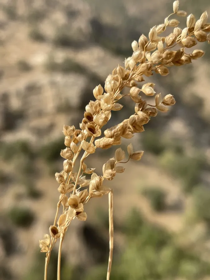 Briza humilis