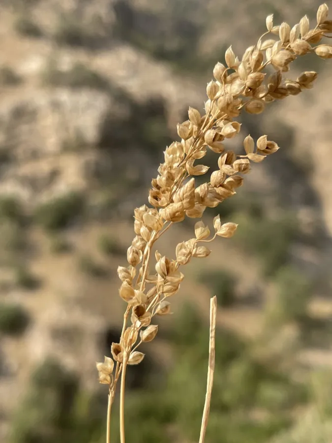 Briza humilis