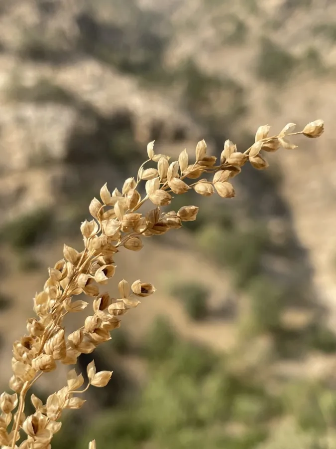 Briza humilis