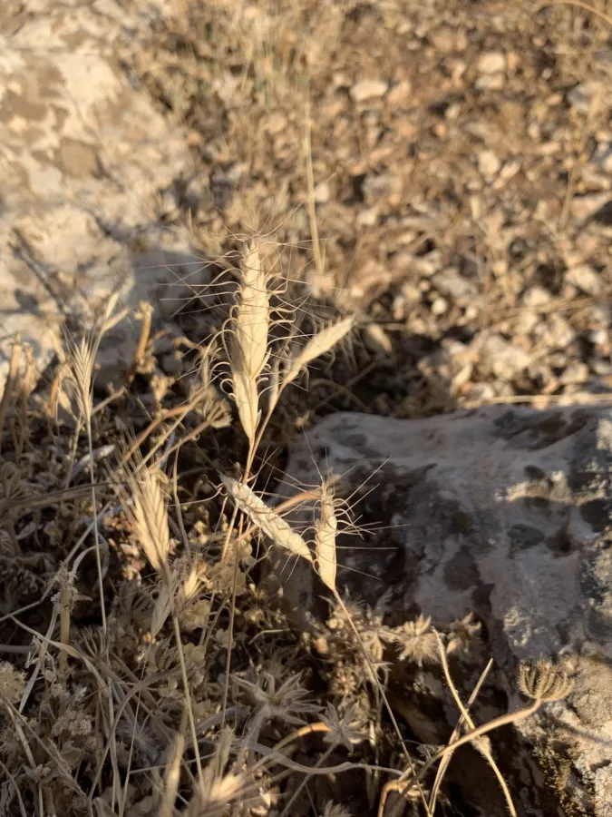 Bromus danthoniae
