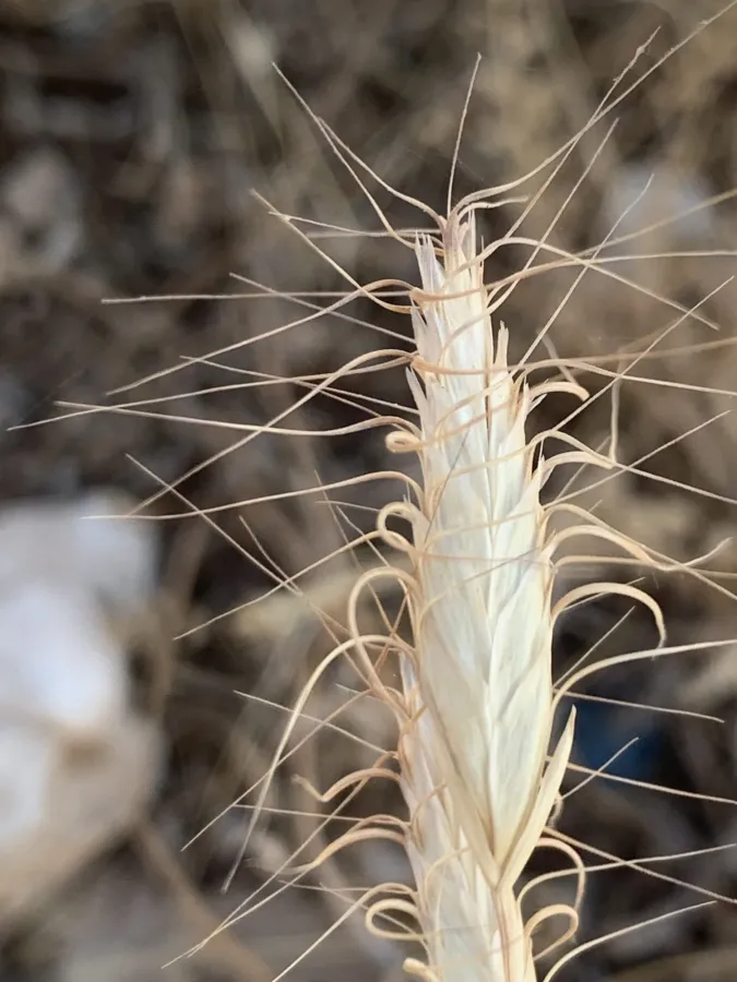 Bromus danthoniae