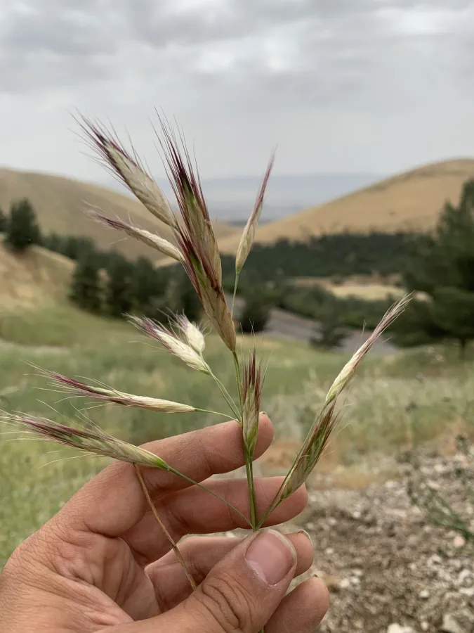 Bromus danthoniae