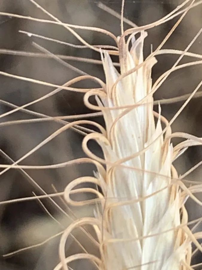 Bromus danthoniae