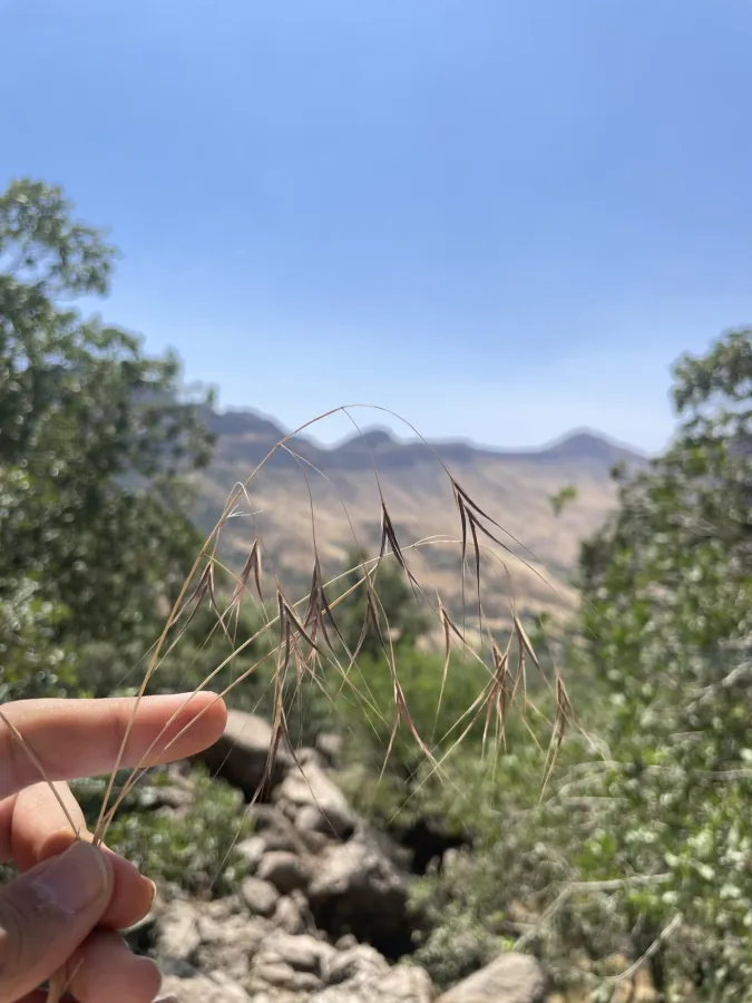 Bromus diandrus