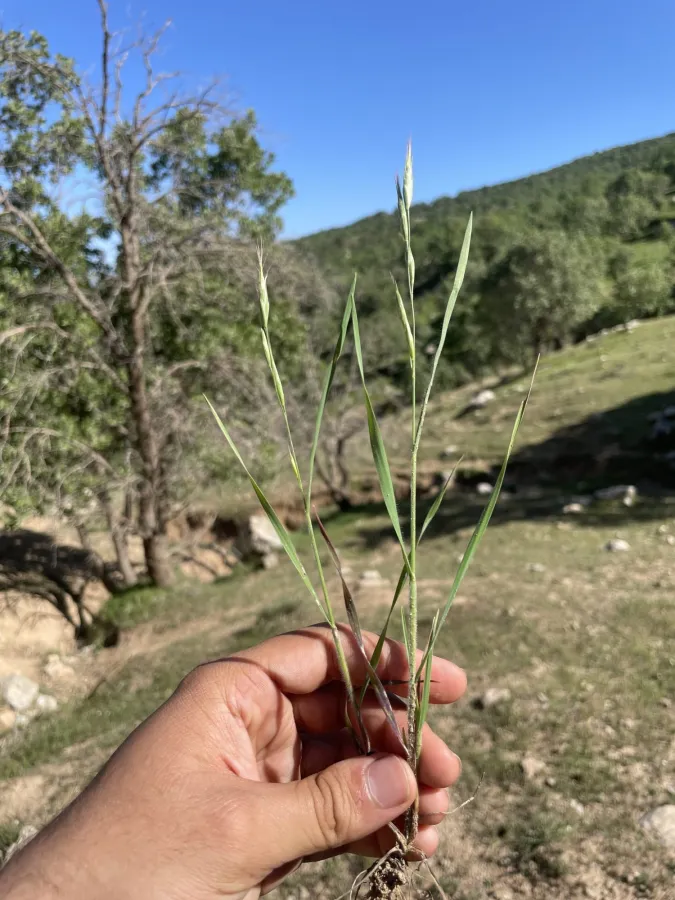 Bromus japonicus