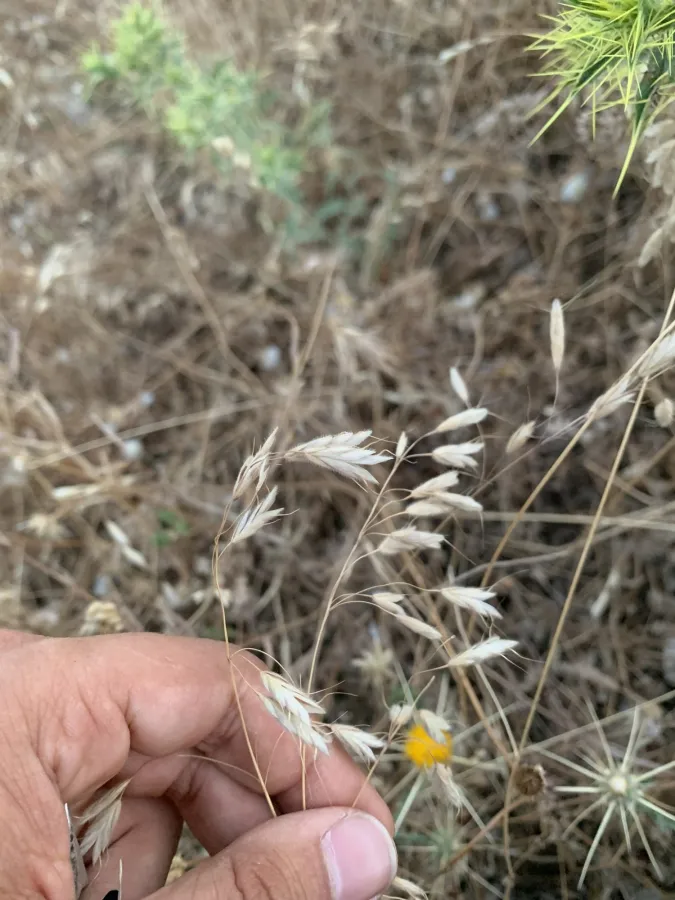 Bromus japonicus