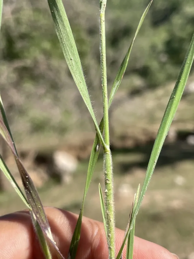 Bromus japonicus