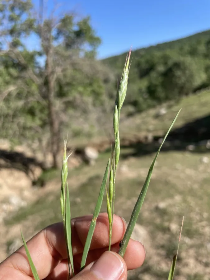 Bromus japonicus