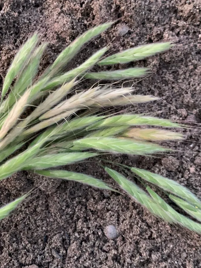 Bromus lanceolatus