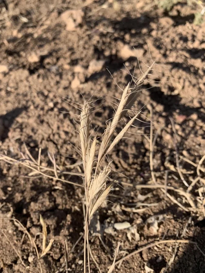Bromus lanceolatus