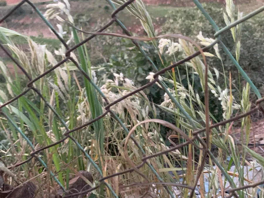 Bromus lanceolatus