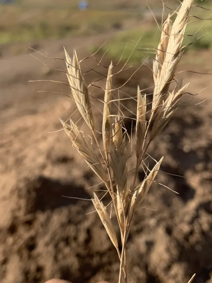 Bromus lanceolatus
