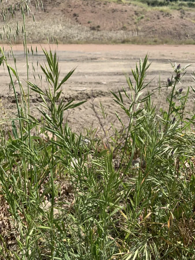 Bromus madritensis