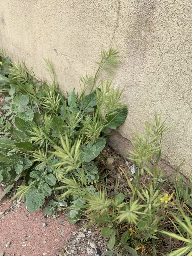Bromus madritensis