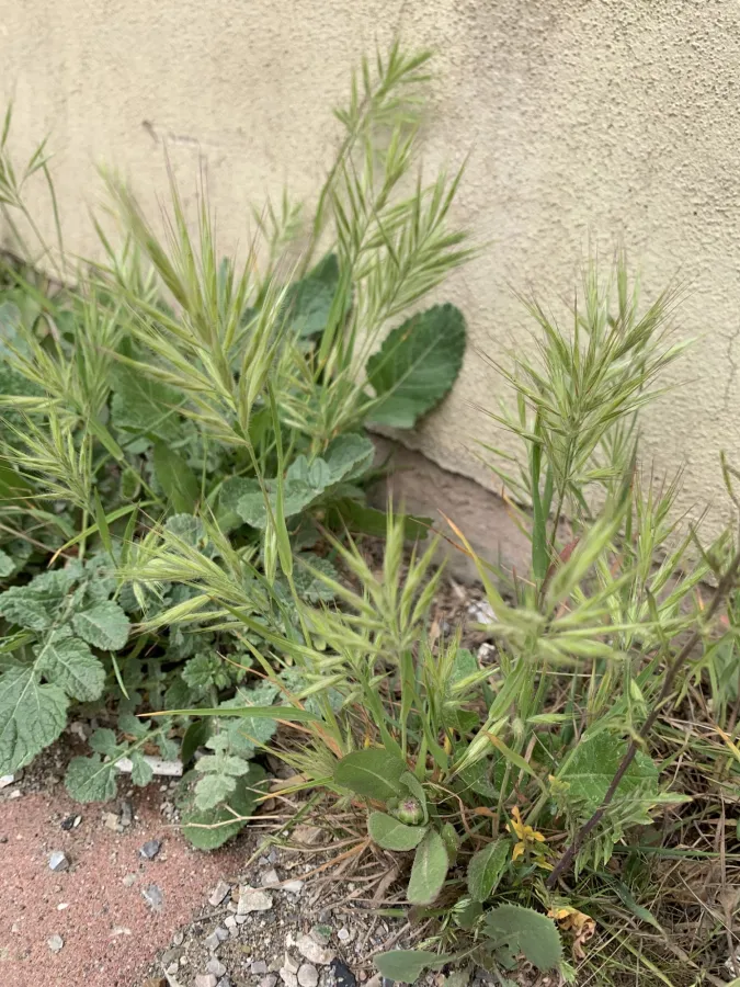 Bromus madritensis