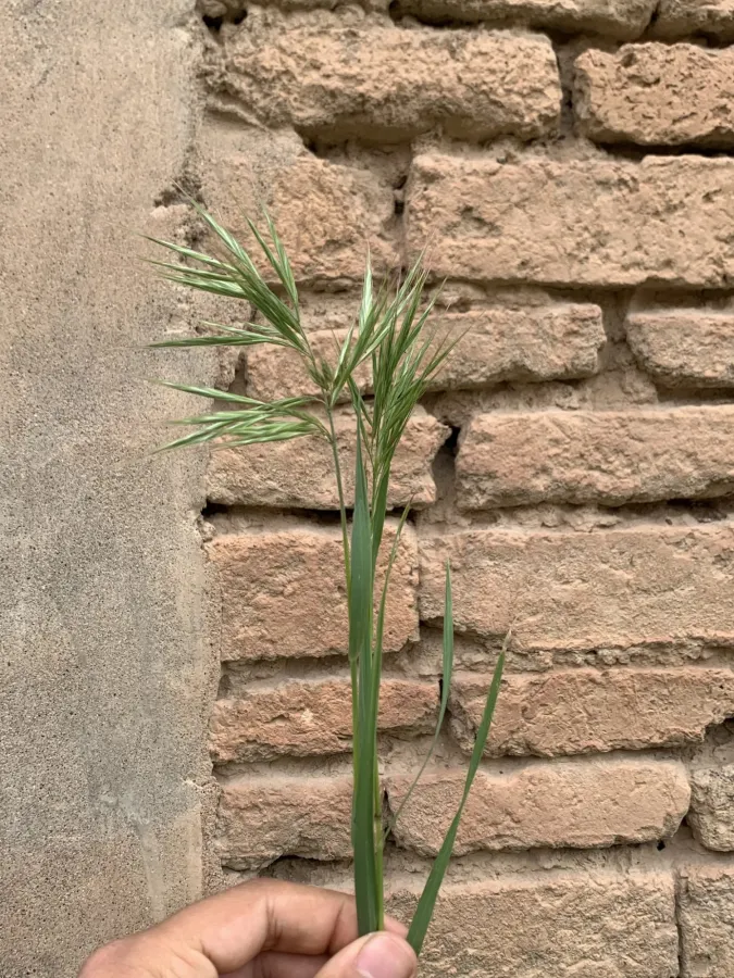 Bromus madritensis