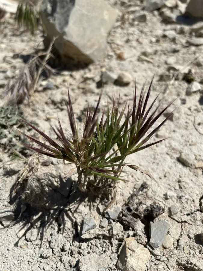 Bromus pumilio