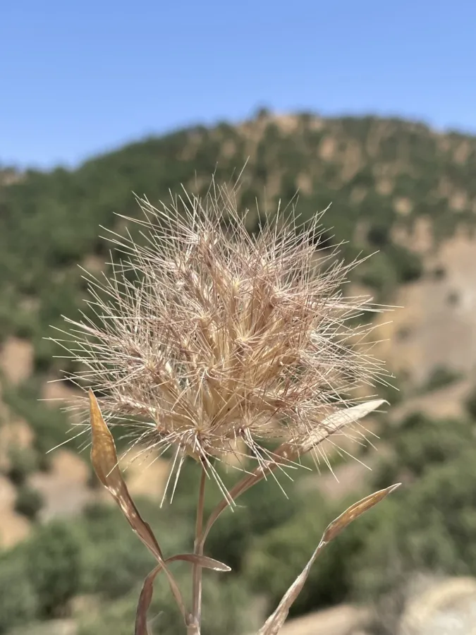Bromus pumilio