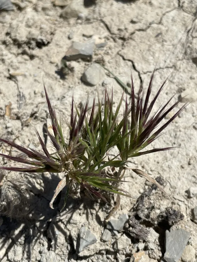 Bromus pumilio