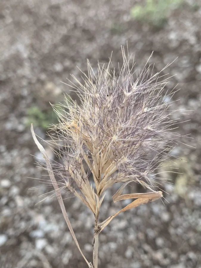 Bromus pumilio