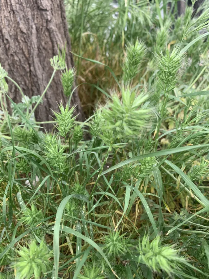 Bromus scoparius