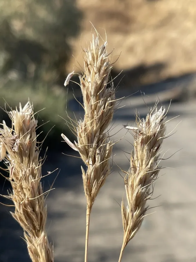Bromus scoparius