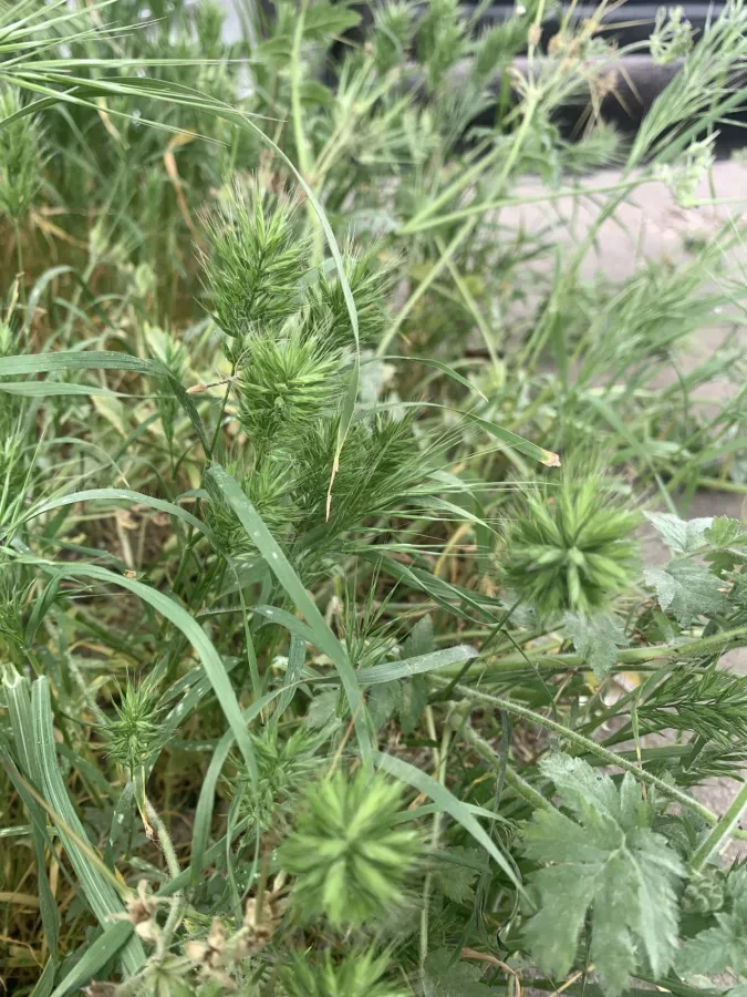 Bromus scoparius