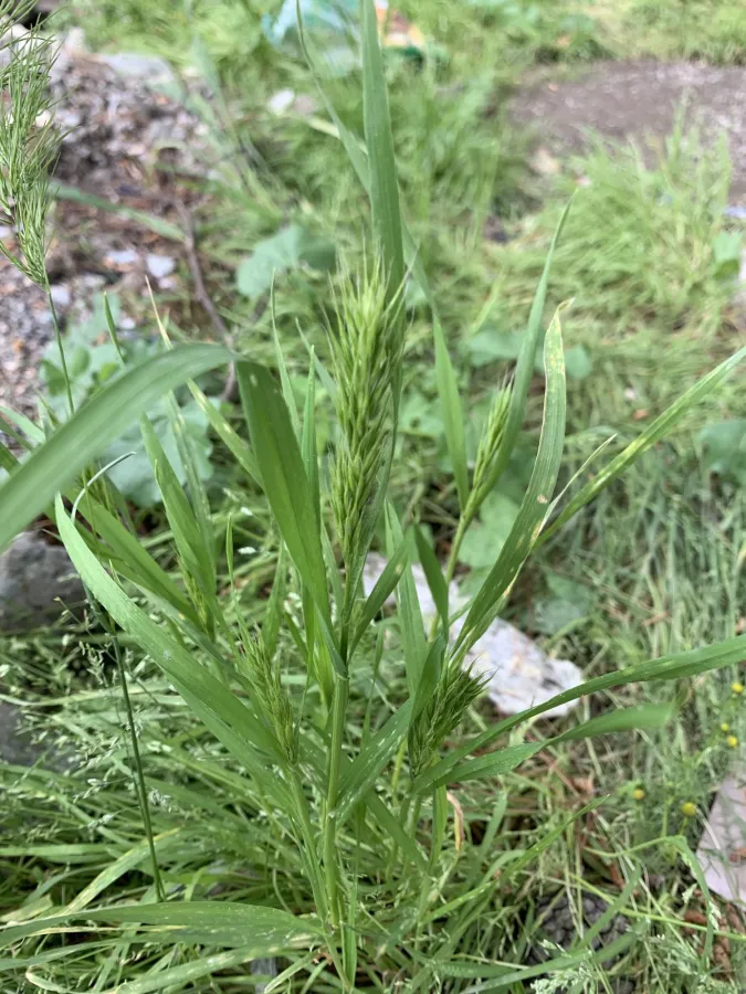 Bromus scoparius
