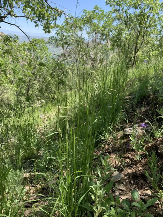 Bromus sterilis