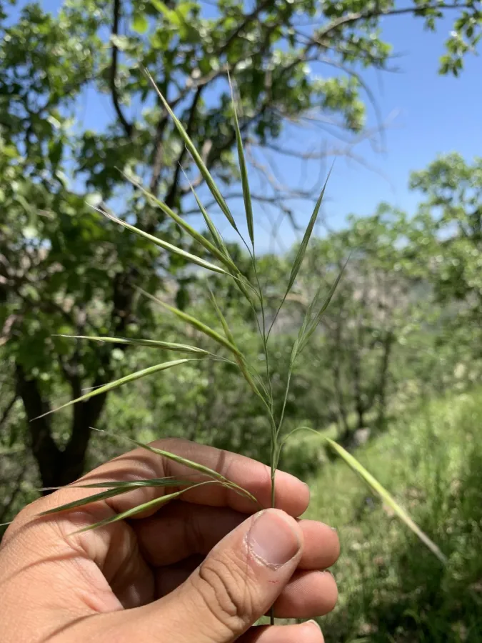 Bromus sterilis