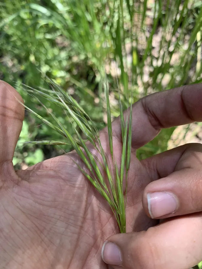 Bromus sterilis
