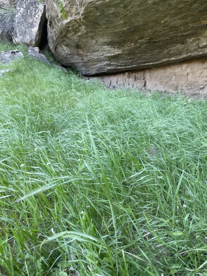 Bromus tectorum