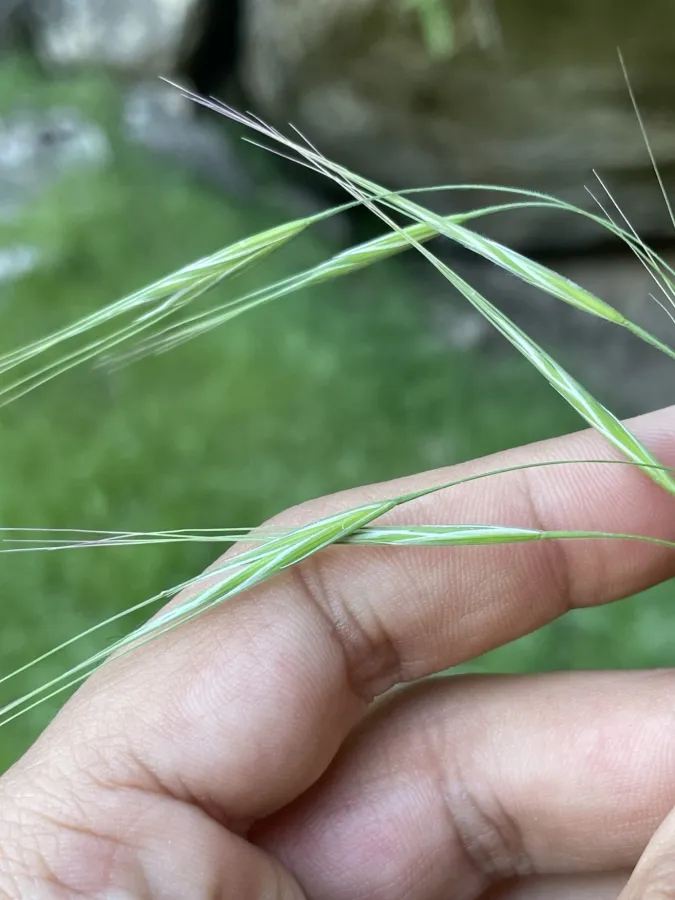 Bromus tectorum