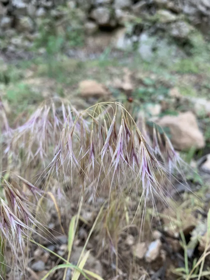 Bromus tectorum