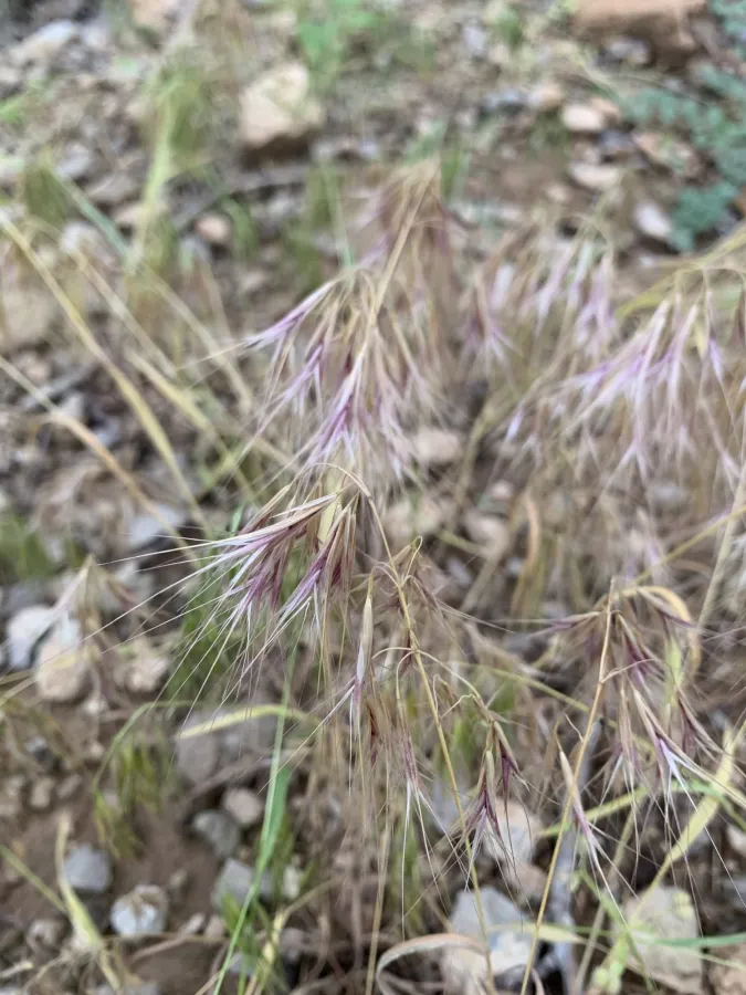 Bromus tectorum