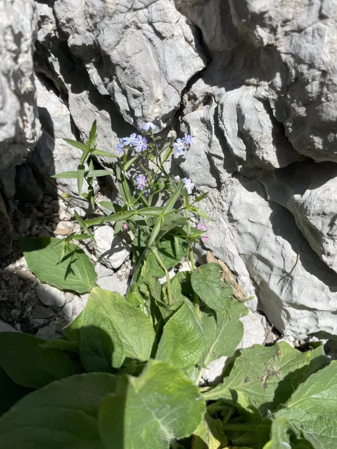 Brunnera orientalis