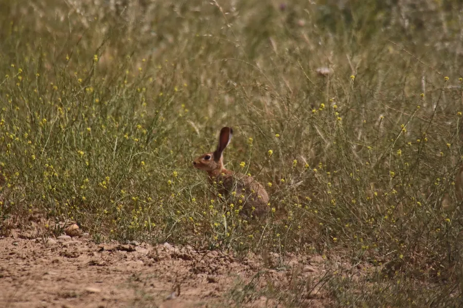 European Hare