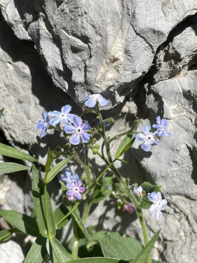 Brunnera orientalis