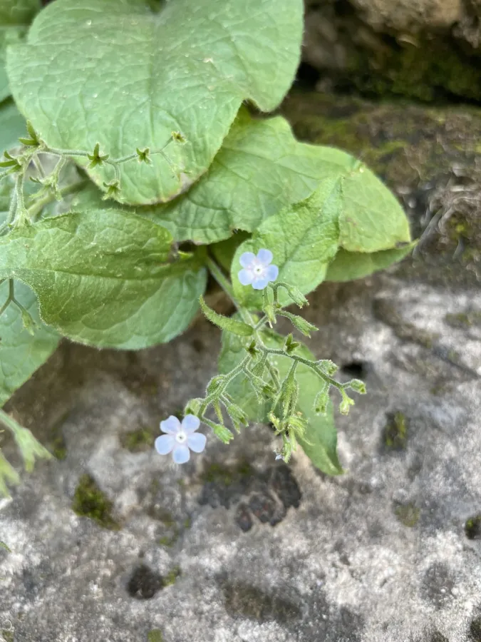 Brunnera orientalis