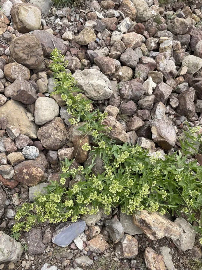 Bryonia multiflora