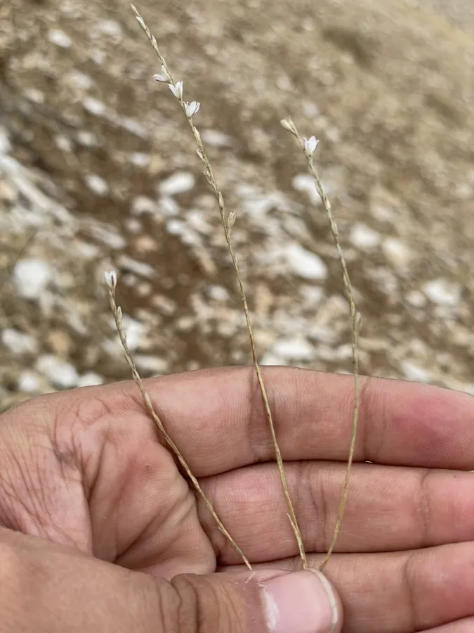 Bufonia oliveriana