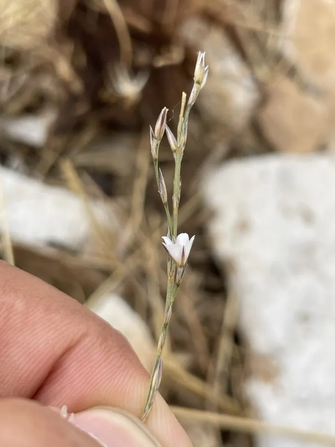 Bufonia oliveriana