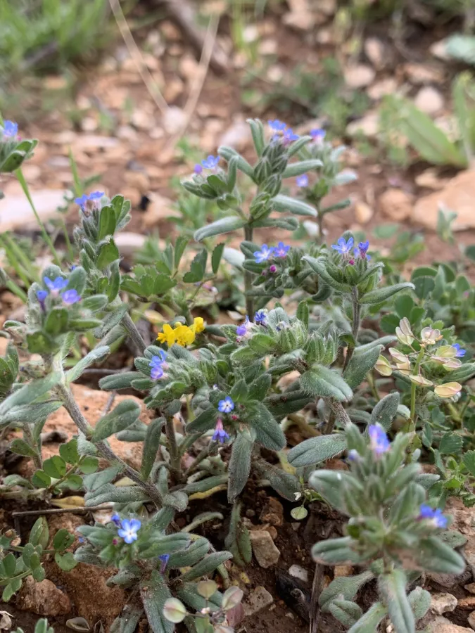 Buglossoides incrassata
