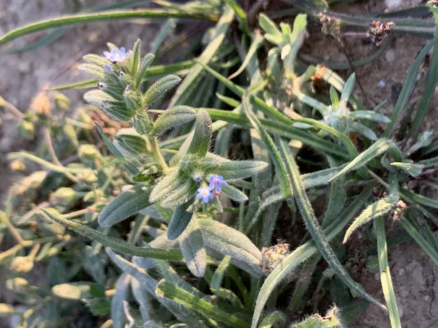 Buglossoides incrassata