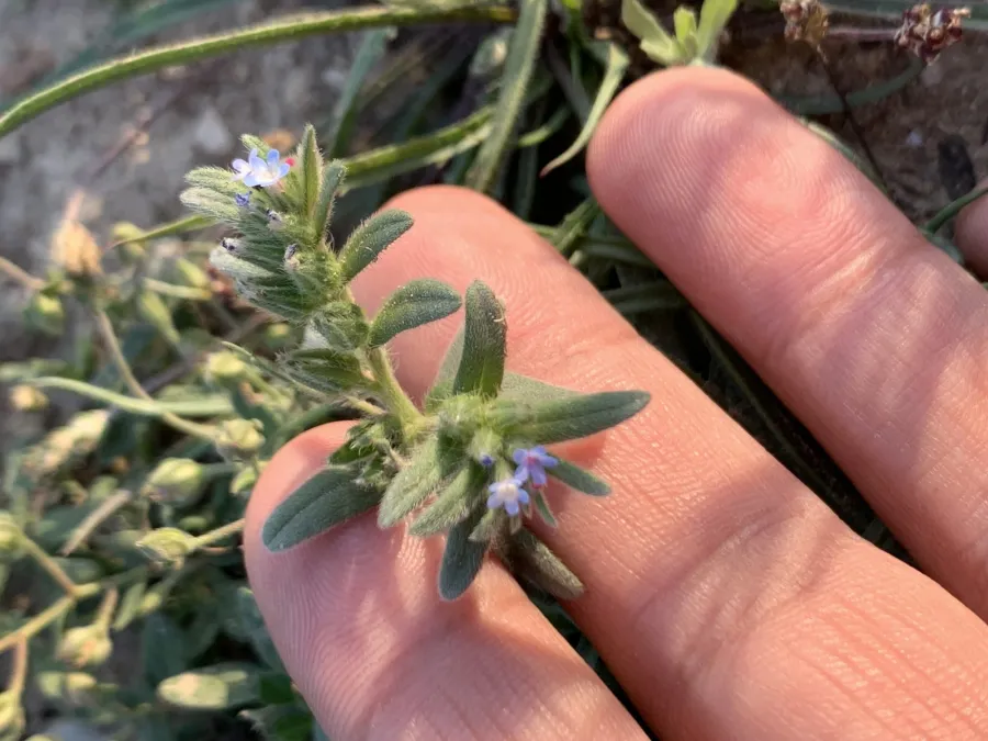 Buglossoides incrassata