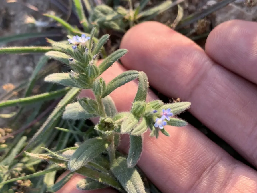 Buglossoides incrassata