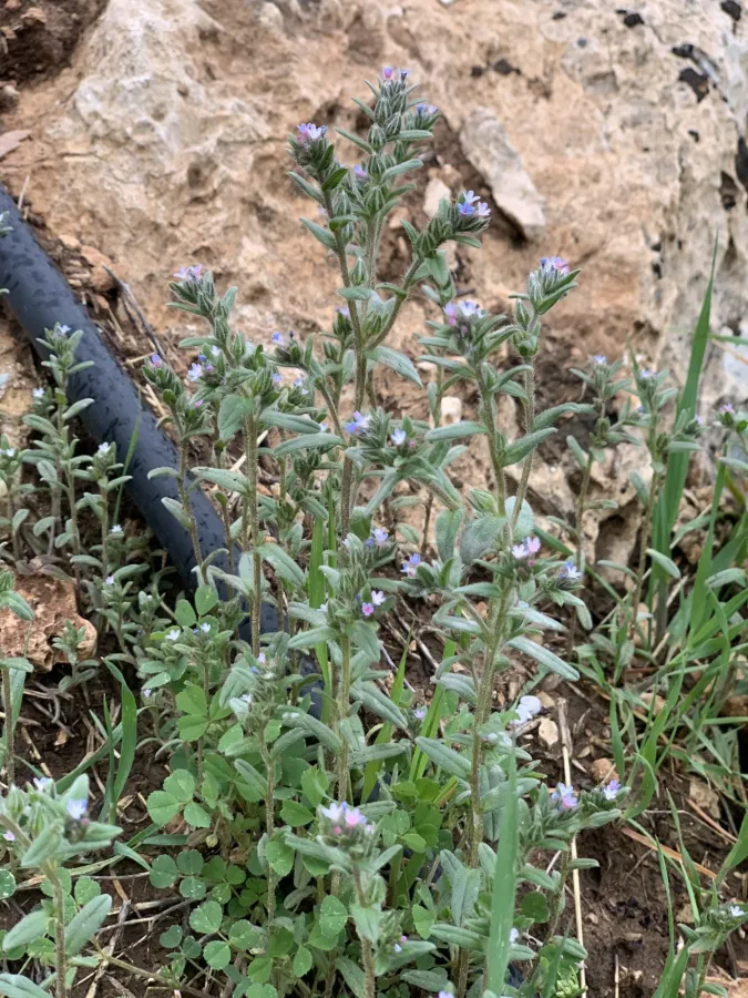 Buglossoides tenuiflora