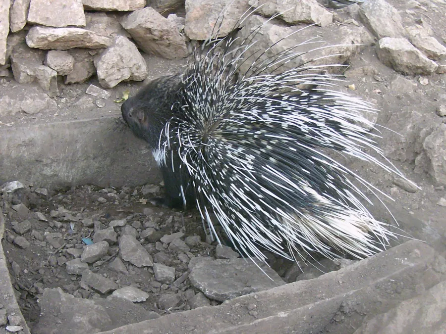 Indian Crested Porcupine