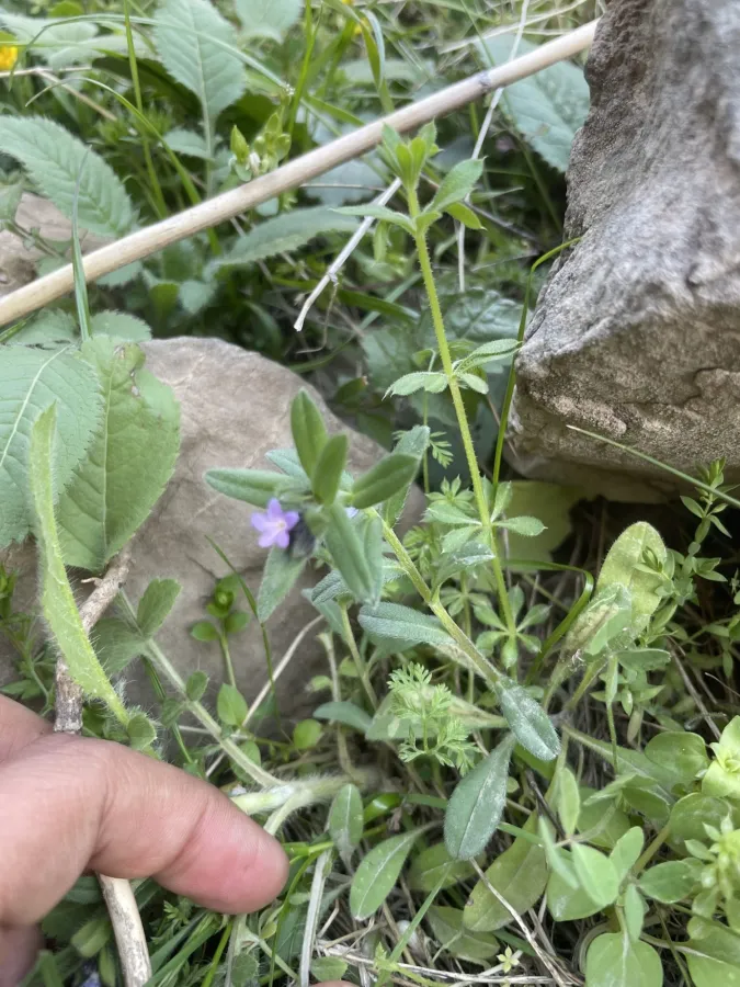 Buglossoides tenuiflora