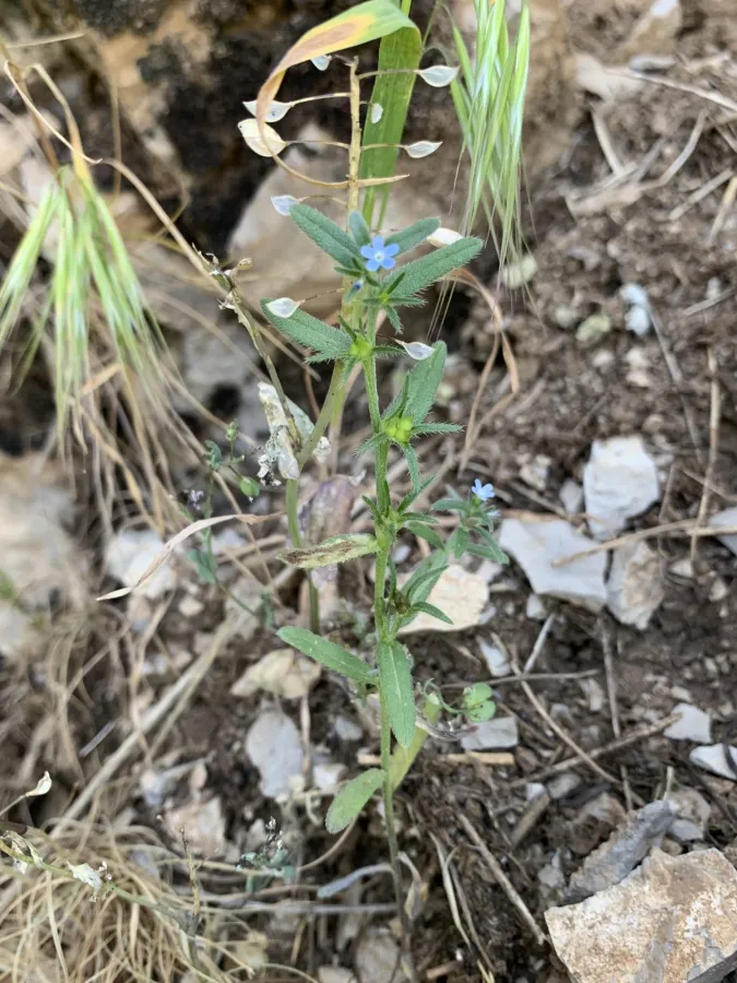 Buglossoides tenuiflora